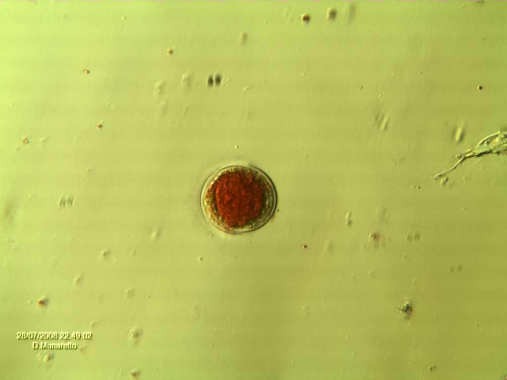 Haematococcus pluvialis